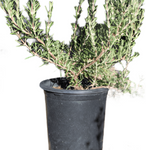 Rosmarinus Off Blue Boy 1 Gallon Officinalis Plant Rosemary Live Plant Ho7