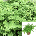 Fern Plant Pacific Maid Indoor Houses Air Purifying Shrub 5inches Pot Housepl Premiu Live Plant Fi7