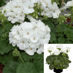 Geranium Regal White Flower White Plant 1 Gallon Pelargonium X Hortorum White Plant Flower Live Plant Ht7