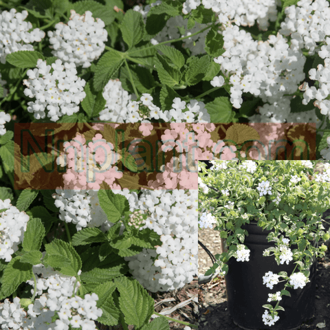 Lantana White 5Gallon Monttrailing White Shrub 5Gallon Live Plant Fr7 Onsale