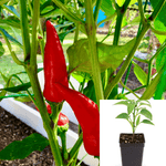Pepper Sriracha 4Inches Pot Non Plant Hot Pepper Jalapeno Live Ht7 Best