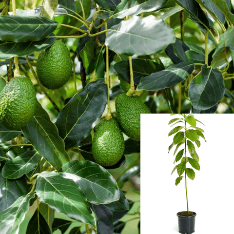 Avocado Fuerte 5Gallon Avocado Bacon 5Gallon Fruit Tree Persea Americana Bacon Grafted Live Plant Outdoor Gr7