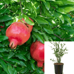 Pomegranate Wonderful 2 Gallon Drift Groundcover Rose Plant Ourdoor Live Plant Fr7