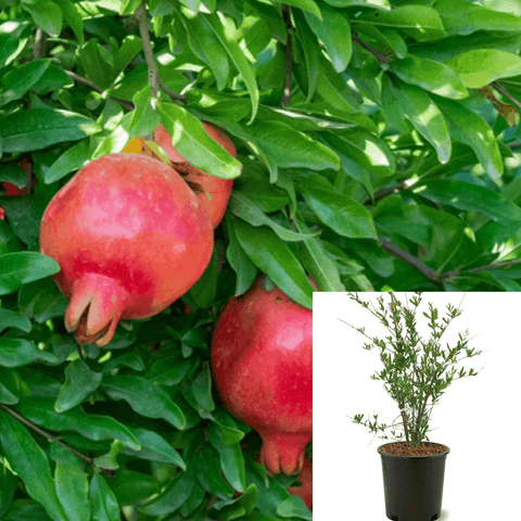 Pomegranate Wonderful 2Gallon Drift Groundcover Rose Plant Ourdoor Live Plant Fr7