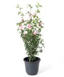 Hibiscus Pink Chiffon Tree 5Gallon Plant Rose Of Sharon Pink Plant Hibiscus Syriacus Pink Chiffon Plant Outdoor Shrub Live Plant Gr7