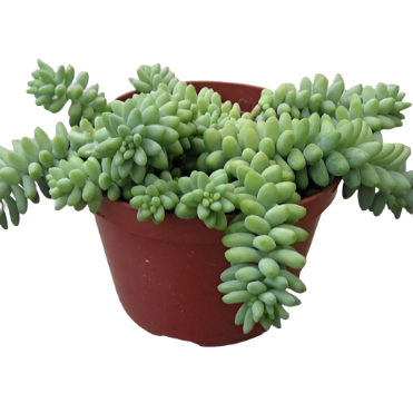 Sedum Burrito Agavaceae Succulent Drought Tolerant 4Inches Pot Houseplant Succulent Drought Tolerant Live Plant Ht7 Best