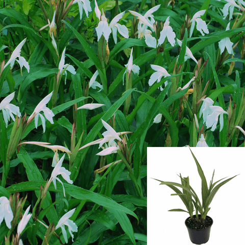 Bletilla Striata 1Gallon Chinese Ground Orchid White Plant Grass Outdoor Live Plant Fr7