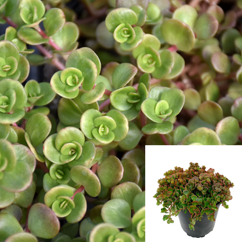 Coral Reef Chinese Sedum Tetractinum Lime Zinger Stonecrop Green Foliage Sports A Crisp Ruby Red Edge Ground Covering Ht7 Best 6Packs Of 2Inches