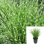 Miscanthus Gold Bar 5Gallon Chinese Silver Grass Japanese Silver Grass E Gr7