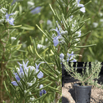 Rosmarinus Collingwood Ingram 5Gallon Rosmarinus Collingwood Ingram Rosemary Live Plant Fr7