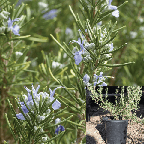 Rosmarinus Collingwood Ingram 5Gallon Rosmarinus Collingwood Ingram Rosemary Live Plant Fr7