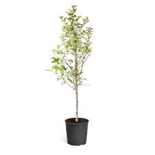 Fruit Tree Golden Delicious Ap 5Gallon Plant Malus Domestica Golden Delicious Plant Outdoor Fruit Tree Live Plant Gr7