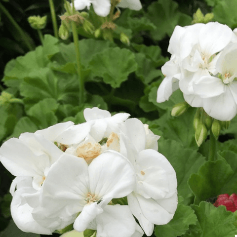 10Cuttings Geranium Zonal White American White Zonal Geranium Flower Plant Not Rooted