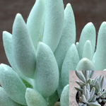 5Cuttings Senecio Haworthii Agavaceae Ashweed Stonecrop Succulent rossy rose Succulent ground covering Plant Not Rooted