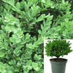 Buxus Microphylla Harlandii 5Gallon Buxus Microphyllus Harland Boxwood Live Plant Outdoor Mr7