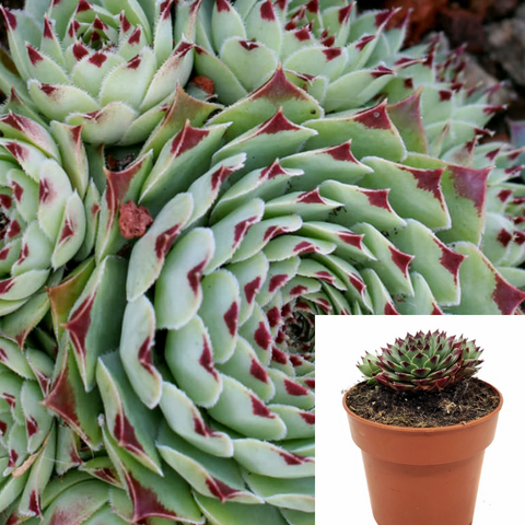 Semvivum Calcareum Nigricans Blue Green Red 4Inches Succulent Drought Tolerant live Plant Ht7 Best