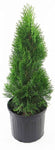 Thuja Occiden Degroots Spire 5Gallon American Arborvitae Plant Thuja Occidentalis Degroots Spire Plant Perennial Outdoor