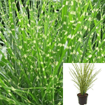 Maiden Grass Miscanthus 1Gallon Gold Bar Grasses Ennial Plant Grass Full Live Plant Ht7