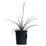 Hesperaloe Parviflora 5Gallon Yellow Hesperaloe Parviflora Yellow Yellow Flowering Texas Yucca Live Plant Outdoor Fr7