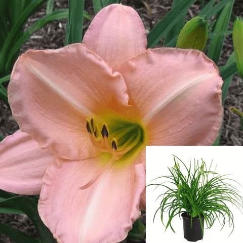 Hemerocallis Rosella Sheridan Plant Daylily Hemerocallis Rosella Sheridan 1Gallon Plant Perennials Outdoor Plant Flower