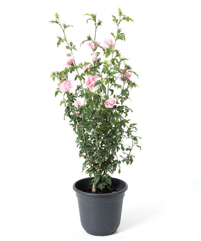 Hibiscus Pink Chiffon Bush 5Gallon Plant Rose Of Sharon Pink Plant Hibiscus Syriacus Pink Chiffon Plant Outdoor Shrub Li