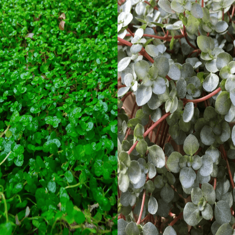 40 Cuttings Mix 2 Types Baby Tear 20 Each Nettle Baby Tears Soleirolia Soleirolii Pilea Glauca Red Stem Tears Aquamarine