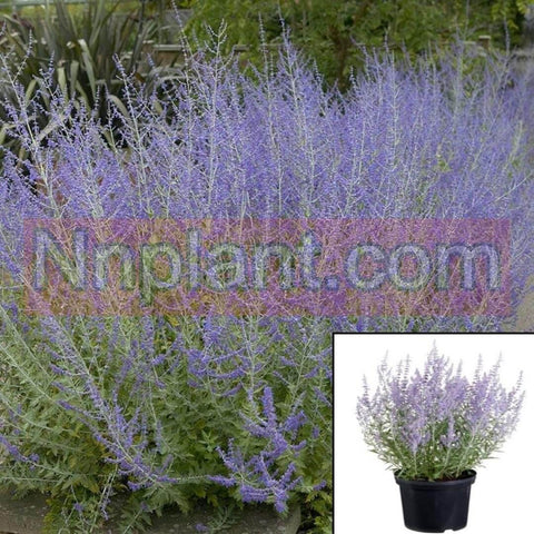 Pervoskia Atriplicifolia 5 Gallon Salvia Yangii Russian Sage Live Plant Gr7