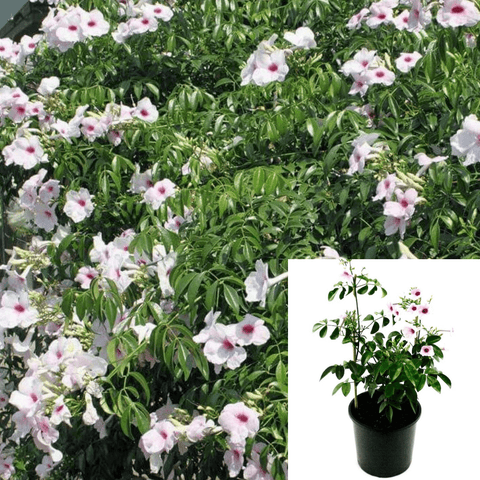 Pandorea Jasminoides Rosea Staked 5Gallon Plant Pandorea Jasminoides Rosea Plant Bower Climber Live Plant Outdoor Plant Climber Gg7