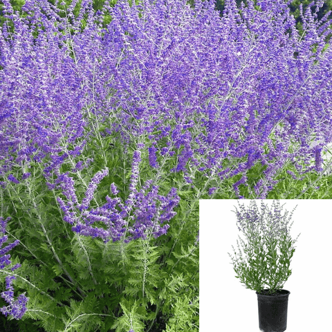 Perovskia Atriplicifolia 5Gallon Perovskia Little Spire Blue Plant Russian Sage Ho7