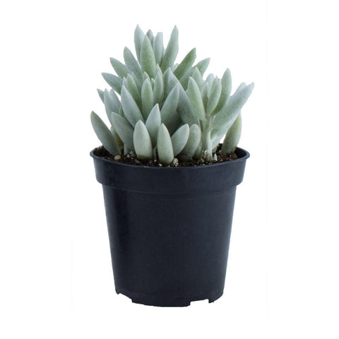 Senecio Haworthii Agavaceae Plant Succulent Drought Tolerant 4Inches Pot Ashweed Stonecropht7