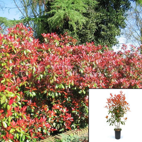 Photinia Fraseri Standard Tree Plant Fraseri Red Robin 5Gallon Plant Espalier Red Tip Photinia Christmas Berry Live Plant Fr7