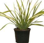 Phormium Apricot Queen Plant New Zealand Flax Apricot Queen 1Gallon Live Plant Outdoor Plant Grass Gr7