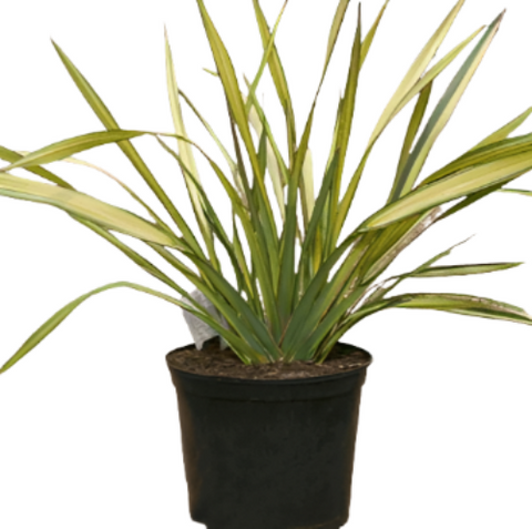Phormium Apricot Queen Plant New Zealand Flax Apricot Queen 1Gallon Live Plant Outdoor Plant Grass Gr7