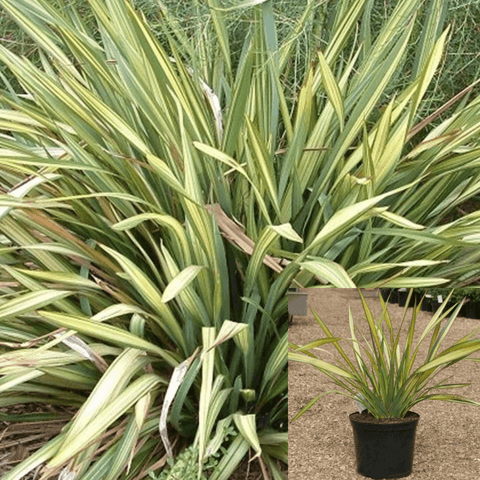 Phormium Apricot Queen Plant New Zealand Flax Apricot Queen 1Gallon Live Plant Outdoor Plant Grass Gr7
