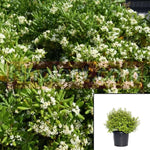 Pittosporum Elfin Elfin Kohuhu 5Gallon Live Plant Pittosporum Tenuifoli Ht7 Best