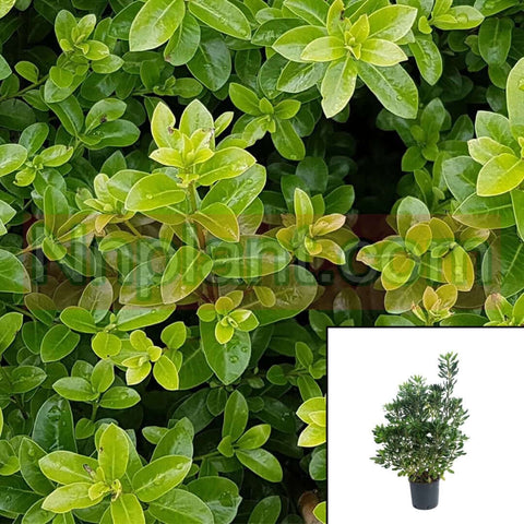 Pittosporum Tenuifolium Plant New Zealand Kohuhu 1 Gallon Live Plant Fr7