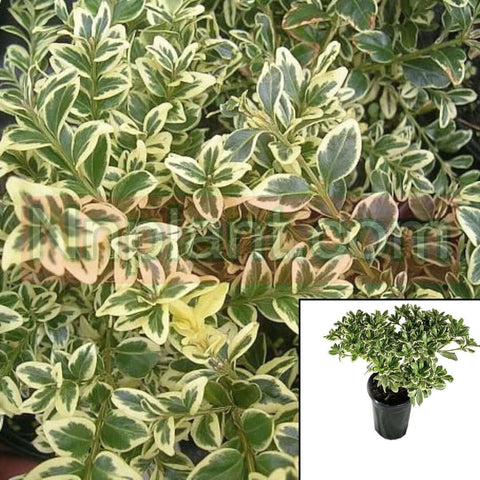 Pittosporum Variegata 5Gallon Pittosporum Tobira Variegata Plant Japanese Mock Orange 5Gallon Live Plant Outdoor Plant Fr7