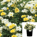 Rosa Drift Lemon Splash 2Gallon Plant Lemon Drift Rose Bush Rose 2Gallon Live Plant Outdoor Plant Rose Gr7