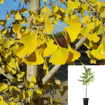 Ginkgo Biloba Autumn Gold 5 Gallon Plant Maidenhair Tree Live Plant Mr7