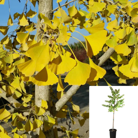 Ginkgo Biloba Autumn Gold 5 Gallon Plant Maidenhair Tree Live Plant Mr7