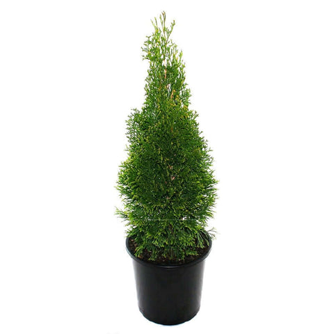 Chamaecyparis Obtusa Aurea 5 Gallon Plant Golden Fernleaf Cypress Conifer Outdoor Live Plant Ho7