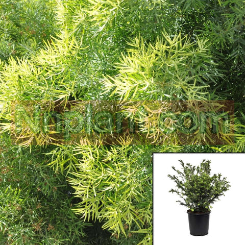 Podocarpus Gracilior 1Gallon Weeping Podocarpus Plant Fern Pine Outdoor Live Plant Mr7