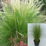 Stipa Tenuissima 1Gallon Plant Nassella Tenuissima Mexican Feather Live Plant Outdoor Plant Grass Ho7