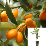 Citrus Kumquat Standard Tree 3 Gallon Genus Fortunella Plant Outdoor Live Plant Gr7
