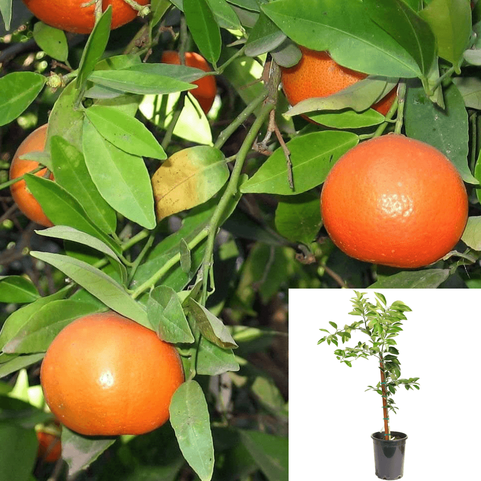 Citrus Owari Satsuma Mandarin Standard Tree 3Gallon Dwarf Mandarin Tre