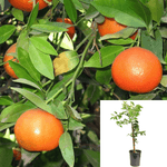 Citrus Owari Satsuma Mandarin Standard Tree 3Gallon Dwarf Mandarin Tree Live Plant Gr7