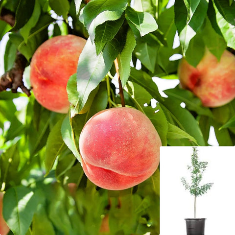 Halford Cling Peach Yrig On Lo 5Gallon Plant Prunus Persica Plant Halford Peach Fruit Tree Live Plant Gr7