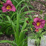 Hemerocallis Plum Perfect Purple 1Gallon Hem  Deep Purple Flower  Daylily Plant Perennials Live Plant  Ht7