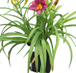 Hemerocallis Plum Perfect Purple 1 Gallon Hemerocallis Plum Perfect Plum Perfect Daylily Plant Perennials Outdoor Live Pl