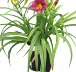 Hemerocallis Plum Perfect Purple 1Gallon Hem  Deep Purple Flower  Daylily Plant Perennials Live Plant  Ht7